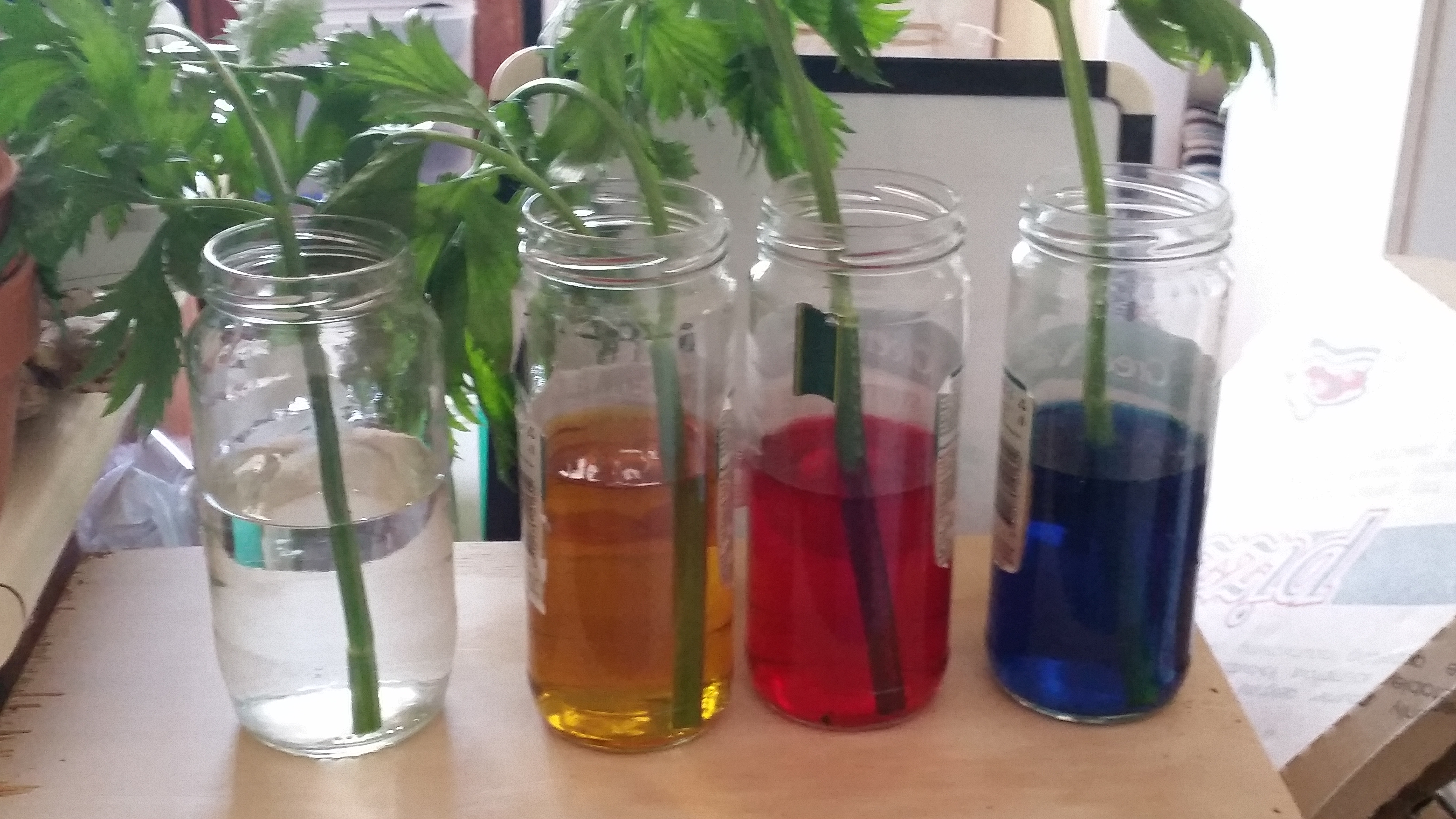 Experiment – Celery in Different Colored Water