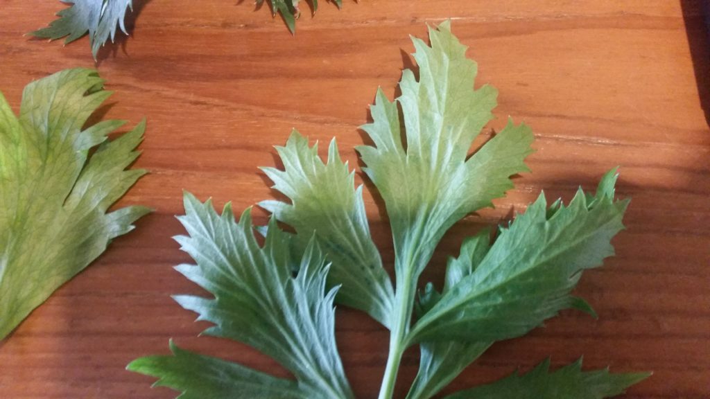 Celery absorbed the blue colouring